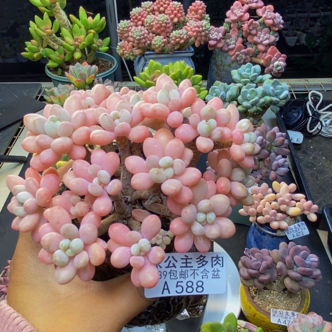 588冰淇淋鱼子酱多肉11c m