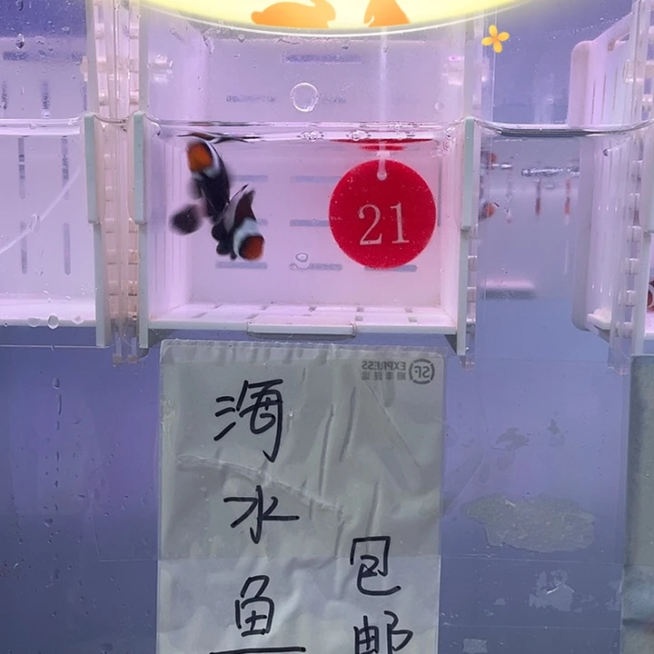 海水鱼精品奥黑小丑鱼