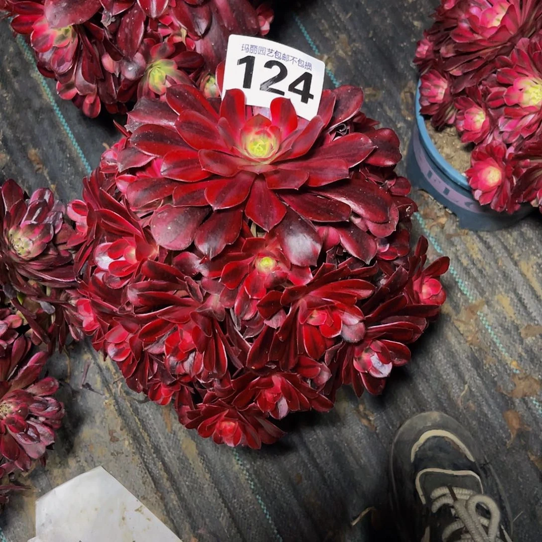 法师法师3–12包邮法师