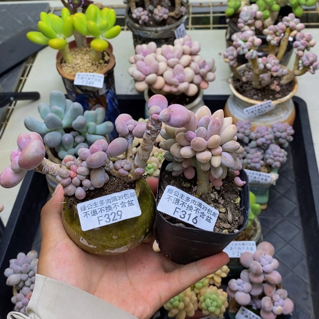 ?*许329腰子桃蛋316汤圆树