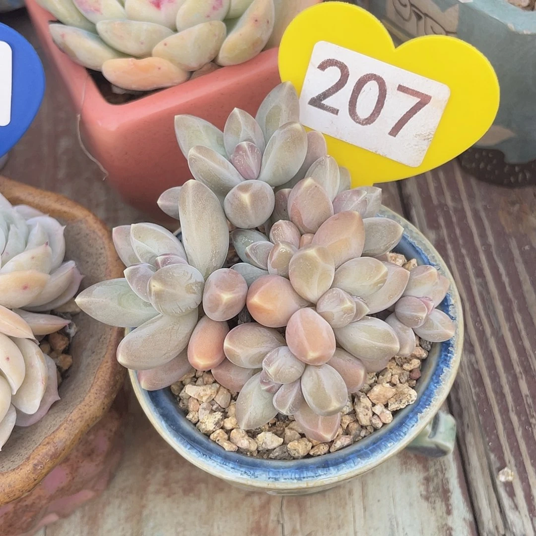 乌拉克拉 带盆发 7口盆