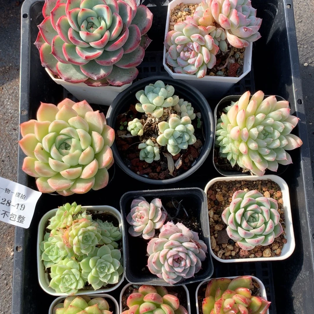 1128-19 套餐一组