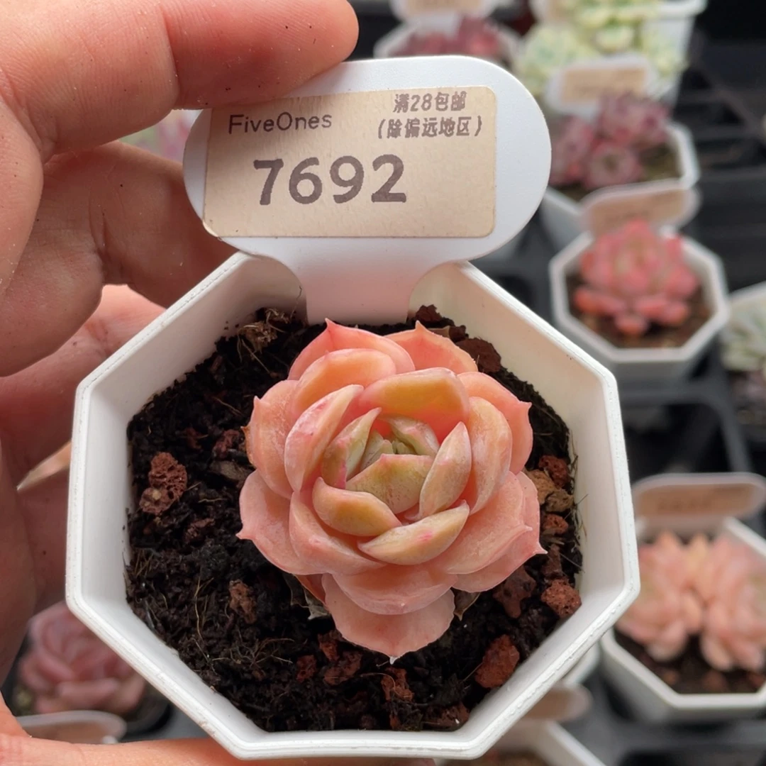 昂斯诺7692-4厘米