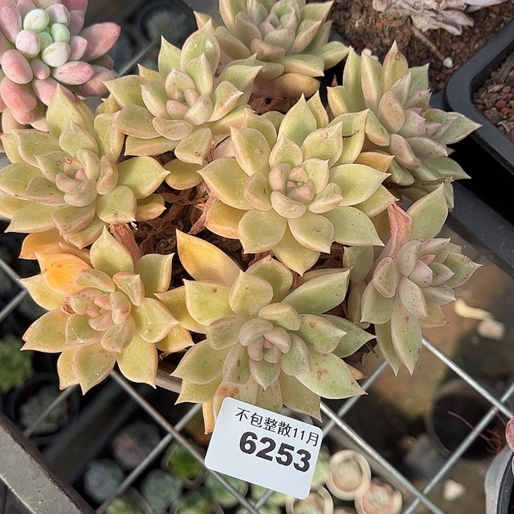 阿雅园艺。     6253璀璨