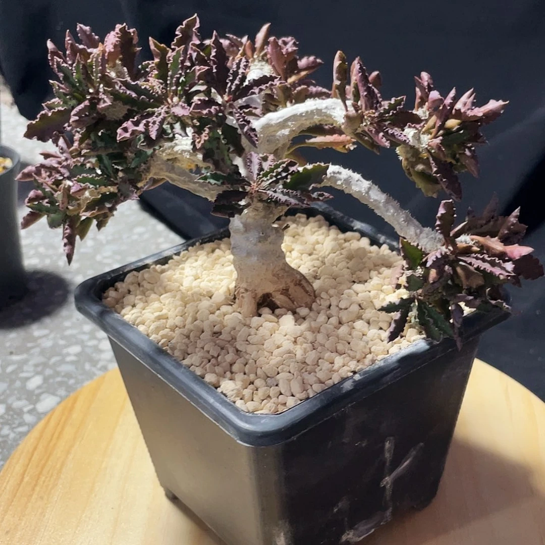 精养皱叶麒麟66666666666