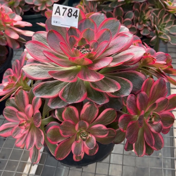 784纳福23厘米左右