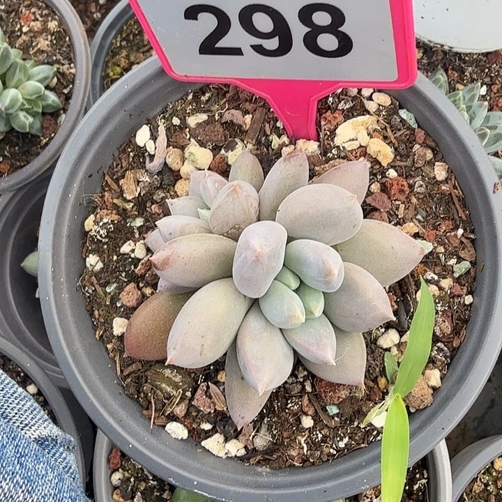 海豚体哥特一物一拍298