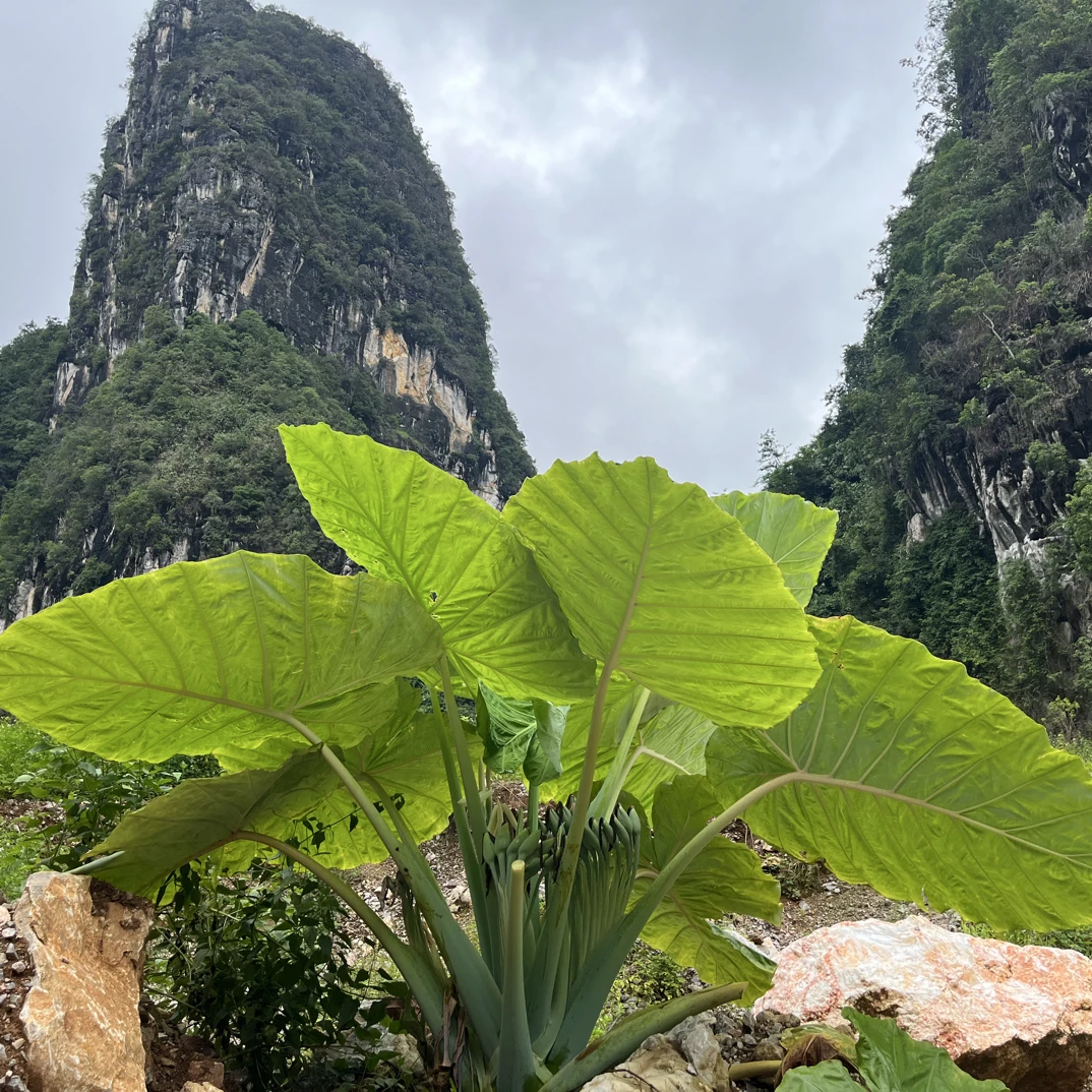 大型象耳芋盆栽可水土培适合室内外净化空气观叶植物象耳芋直播间