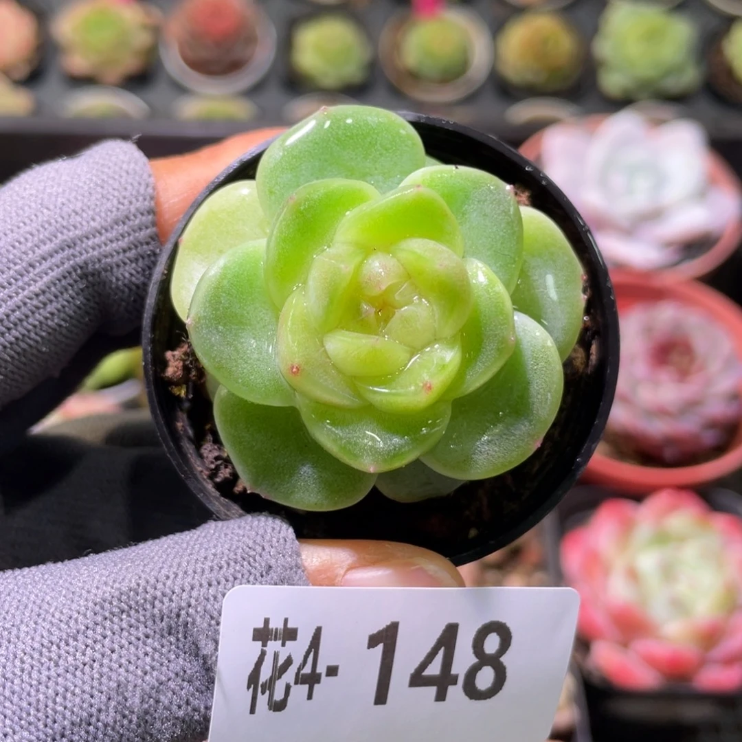 花利美 4-148珍妮