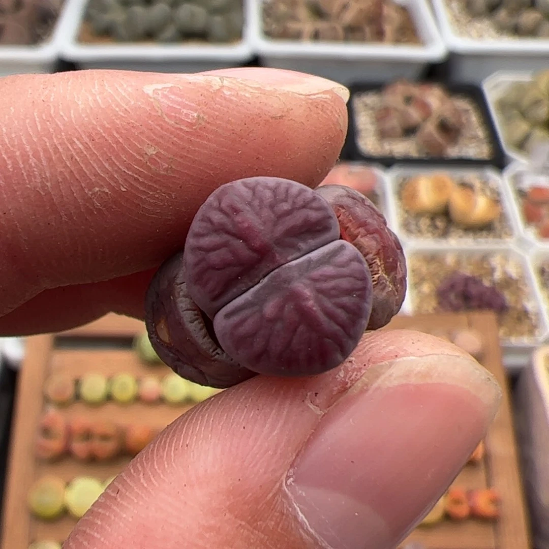 0316号紫菊 多肉植物