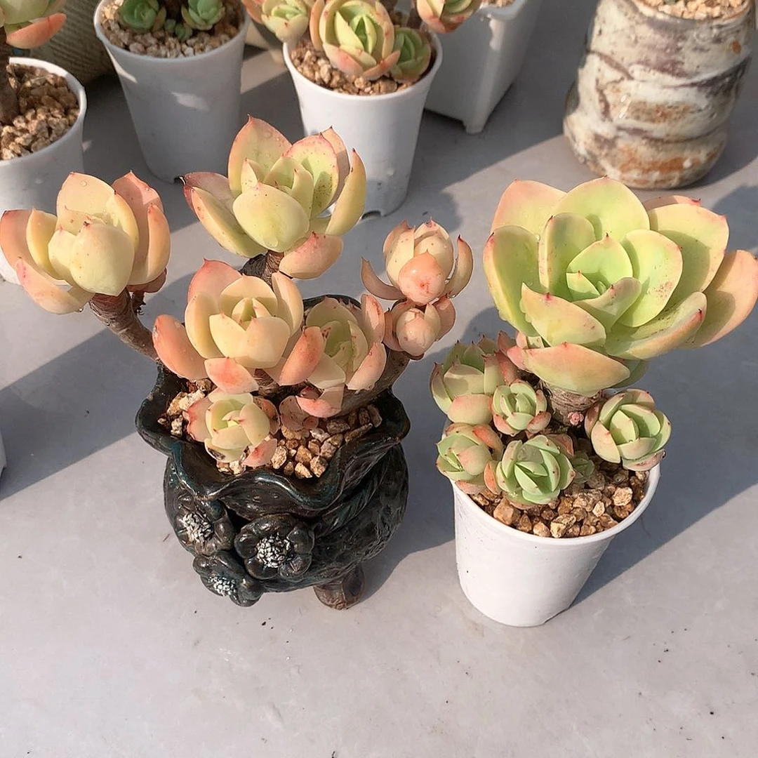 骑兵碧桃碧桃多肉两颗