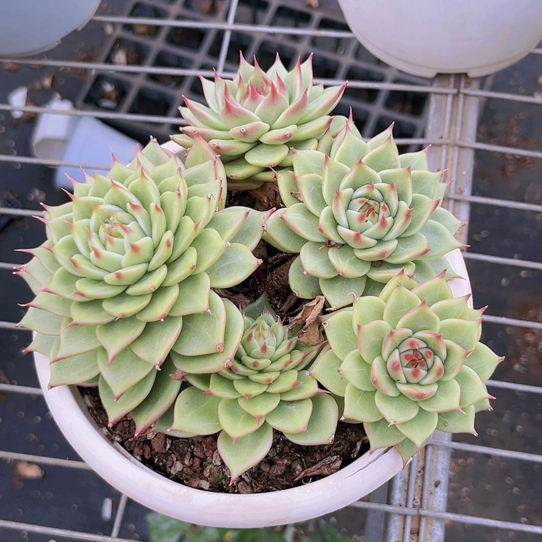 小草8888888888888887788