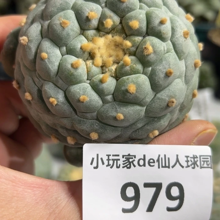 979可节后发货 可帮发根