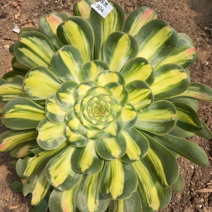 桃***姑暴君手捧多肉植物304