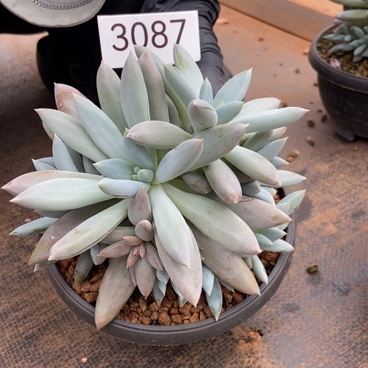 3087。     哥特群