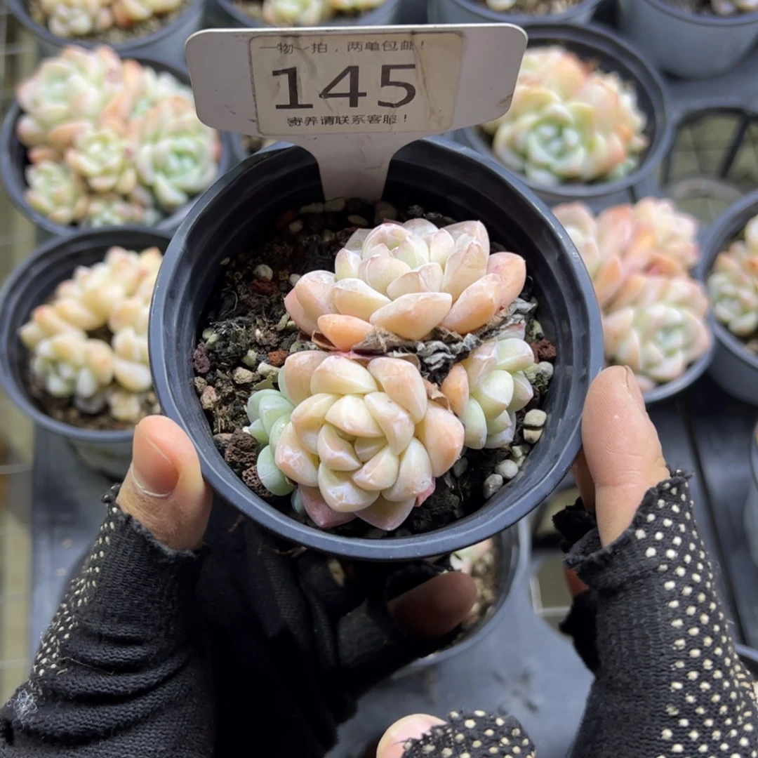 红陶145号多肉植物