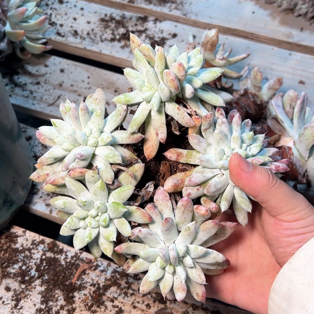 7336哈哈哈哈哈哈哈哈