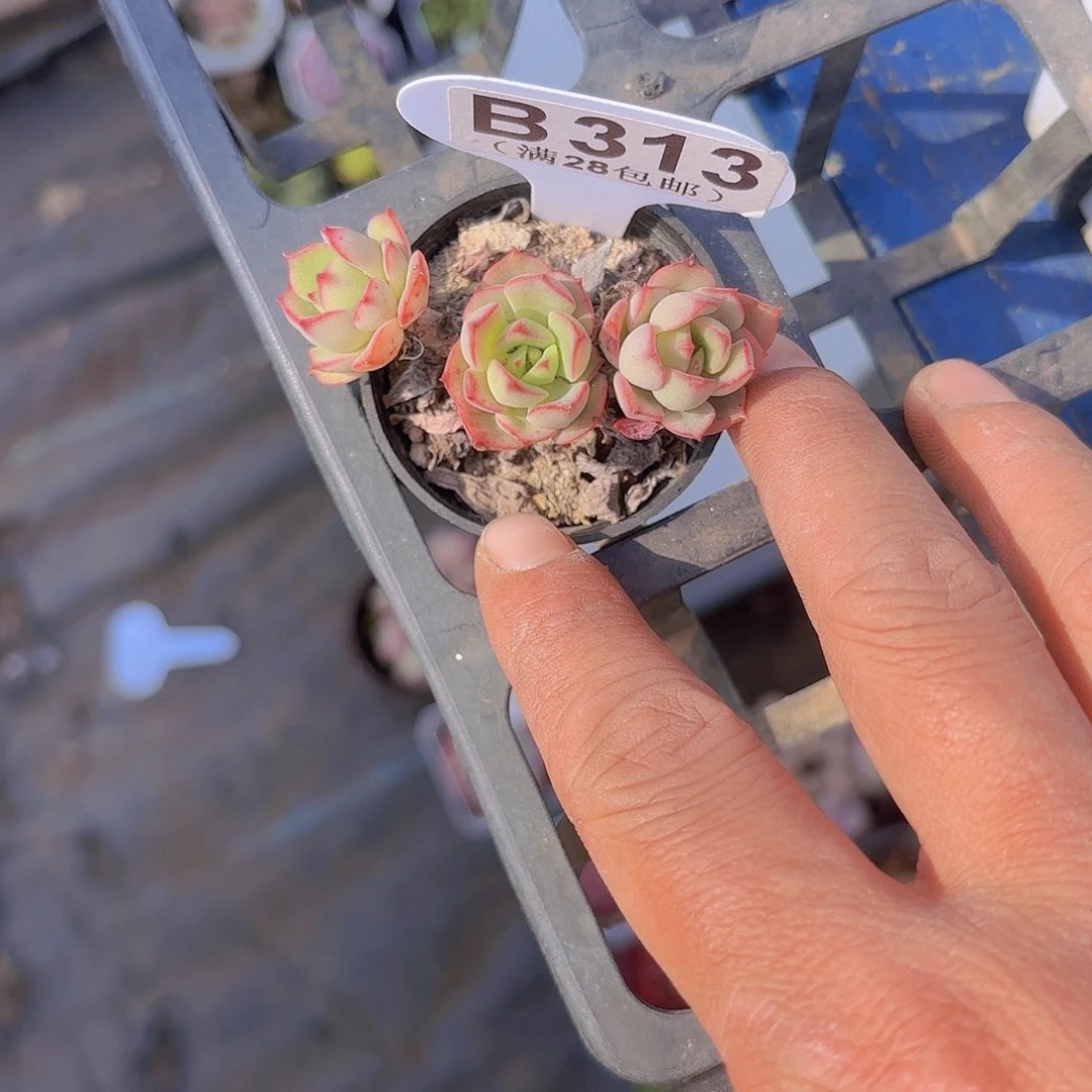 B313探戈一物一拍