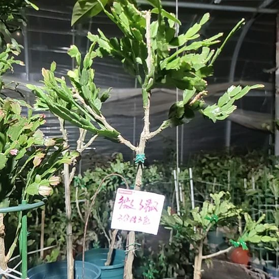 无花朵微微清风花友三分枝三色延期发货