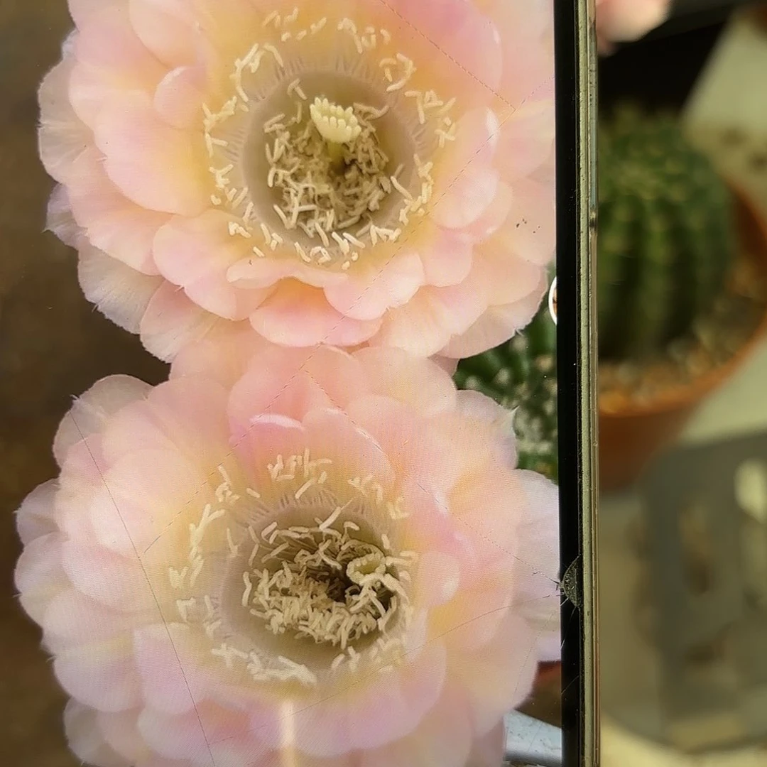 彩草40号侧牙4公分左右