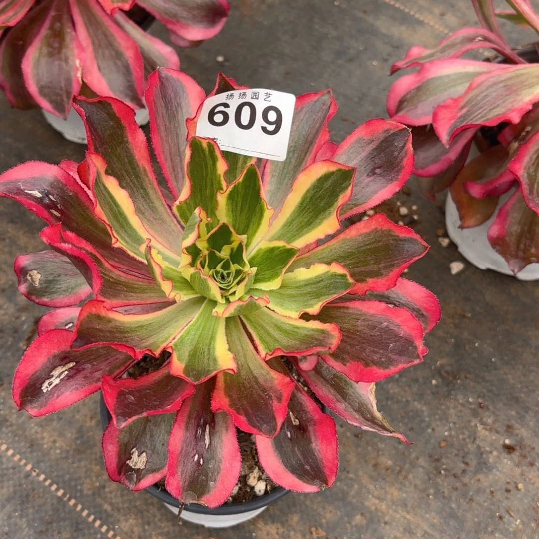 123  609多肉法师