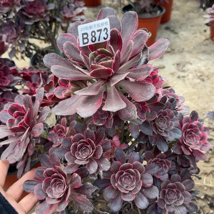丽娜……多肉植物……