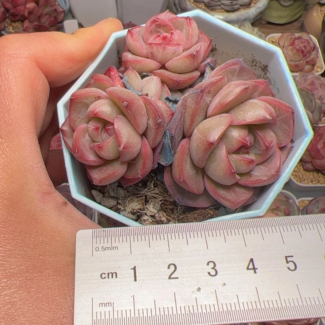 l****猫179 多肉植物组合盆栽