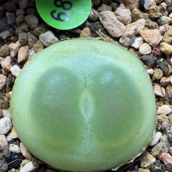 拉登2.4+多肉植物682