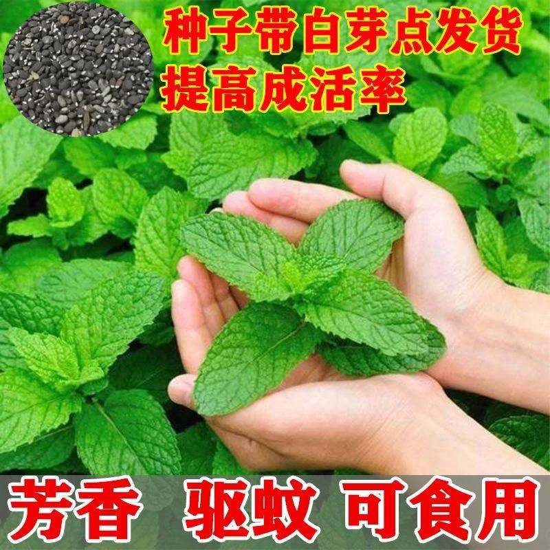 【食用薄荷种籽】夏季驱蚊薄荷家庭小院阳台花盆室内外办公室种