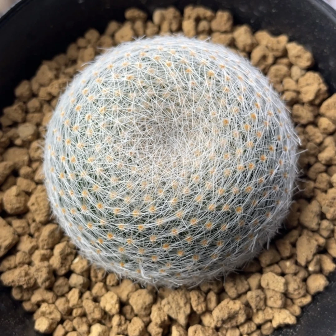 白娟丸           实生根