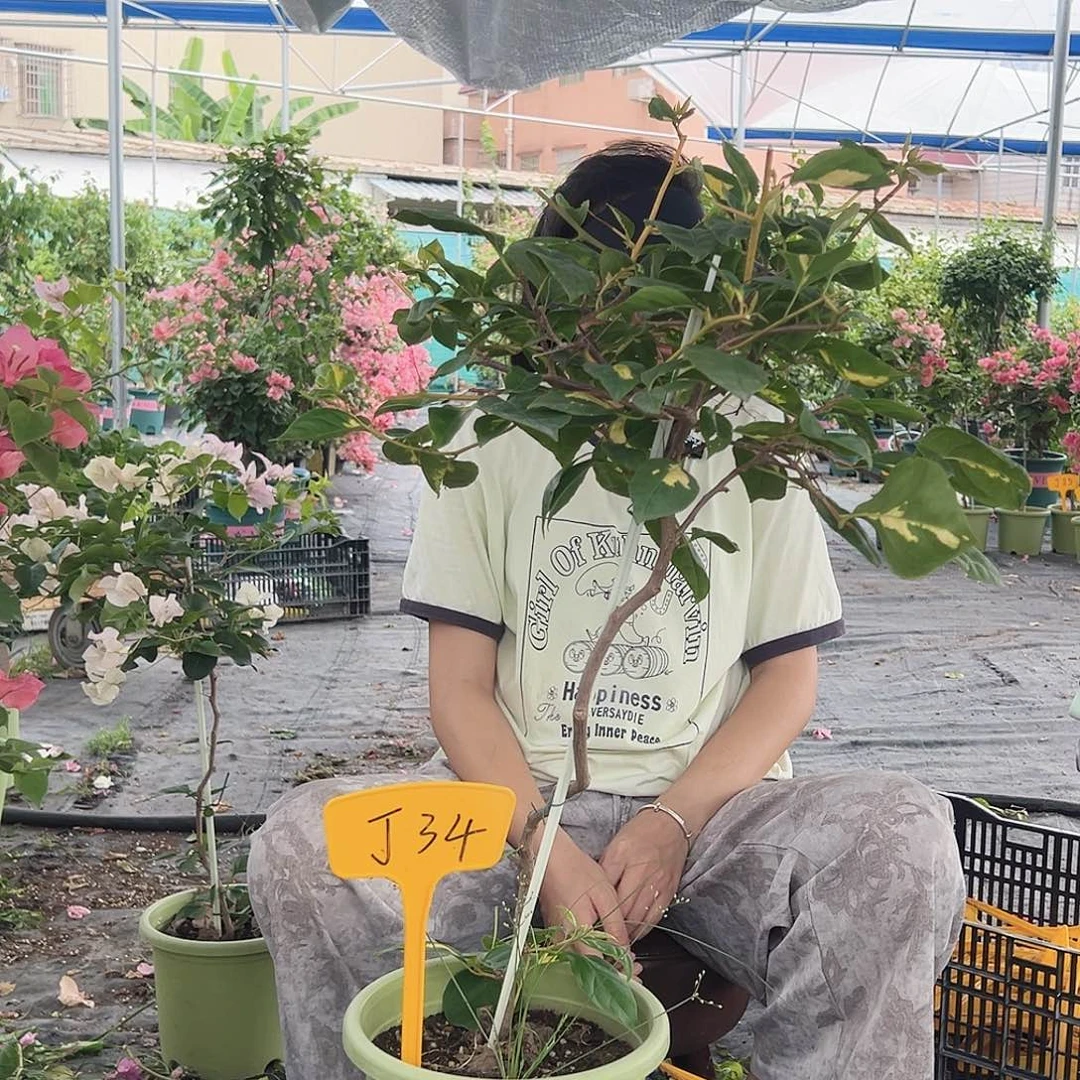 安***然大部分开放少量花苞J34橙白