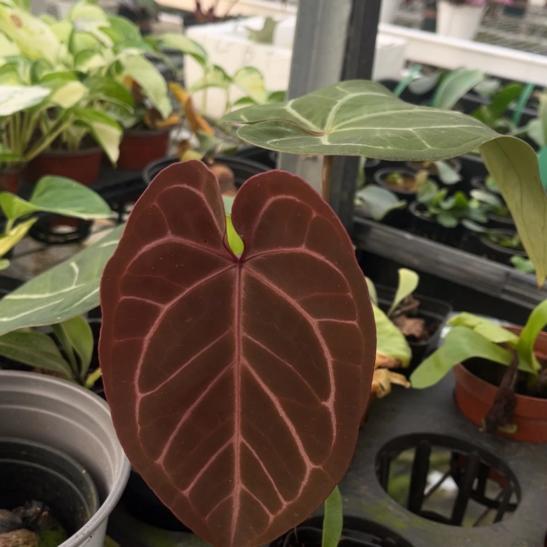 无花朵紫水晶杂（579