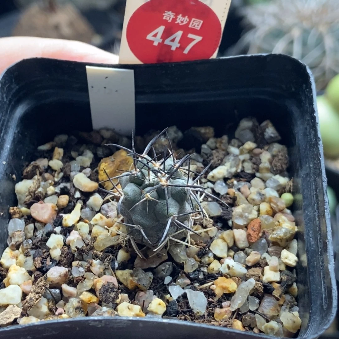 实生狂刺栗星玉1.7cm