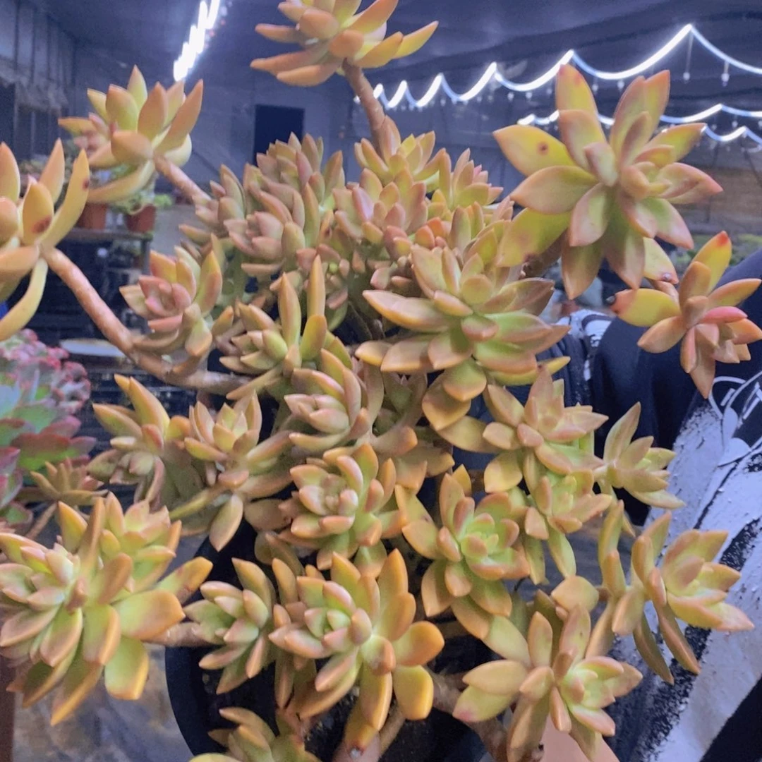 黄金布丁大盆整桩两盆