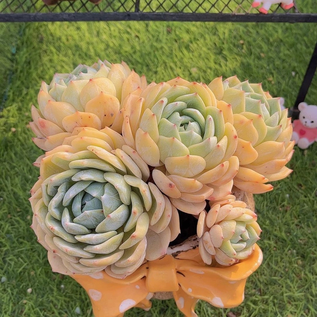 韩版劳林精品多肉