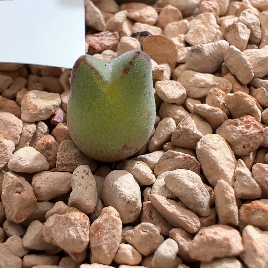 621。园艺优选985猪蹄