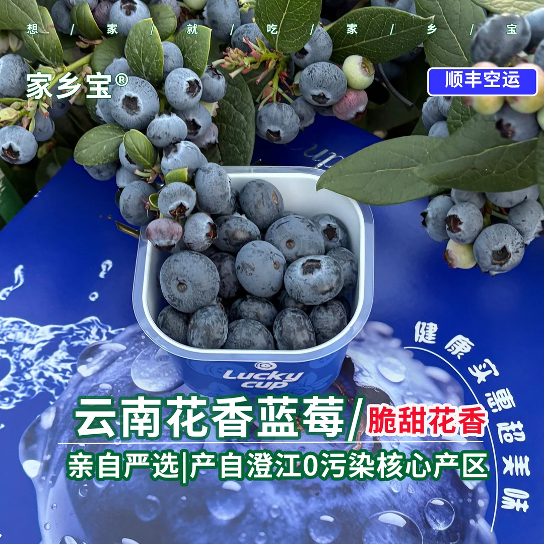 家乡宝云南花香蓝莓澄江抚仙湖露天种植现采现发顺丰空运