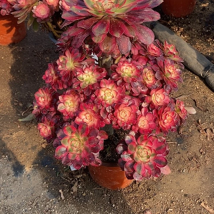 多肉植物香奈儿622多肉