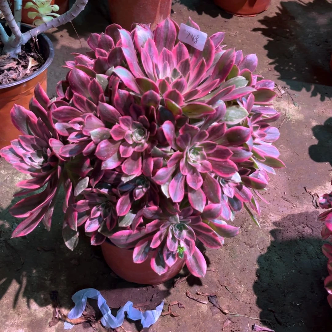 多肉植物浣纱773