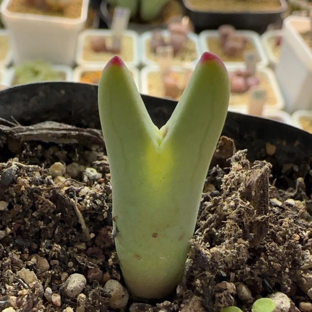 【闪购商品】0792毛将一点红有斑