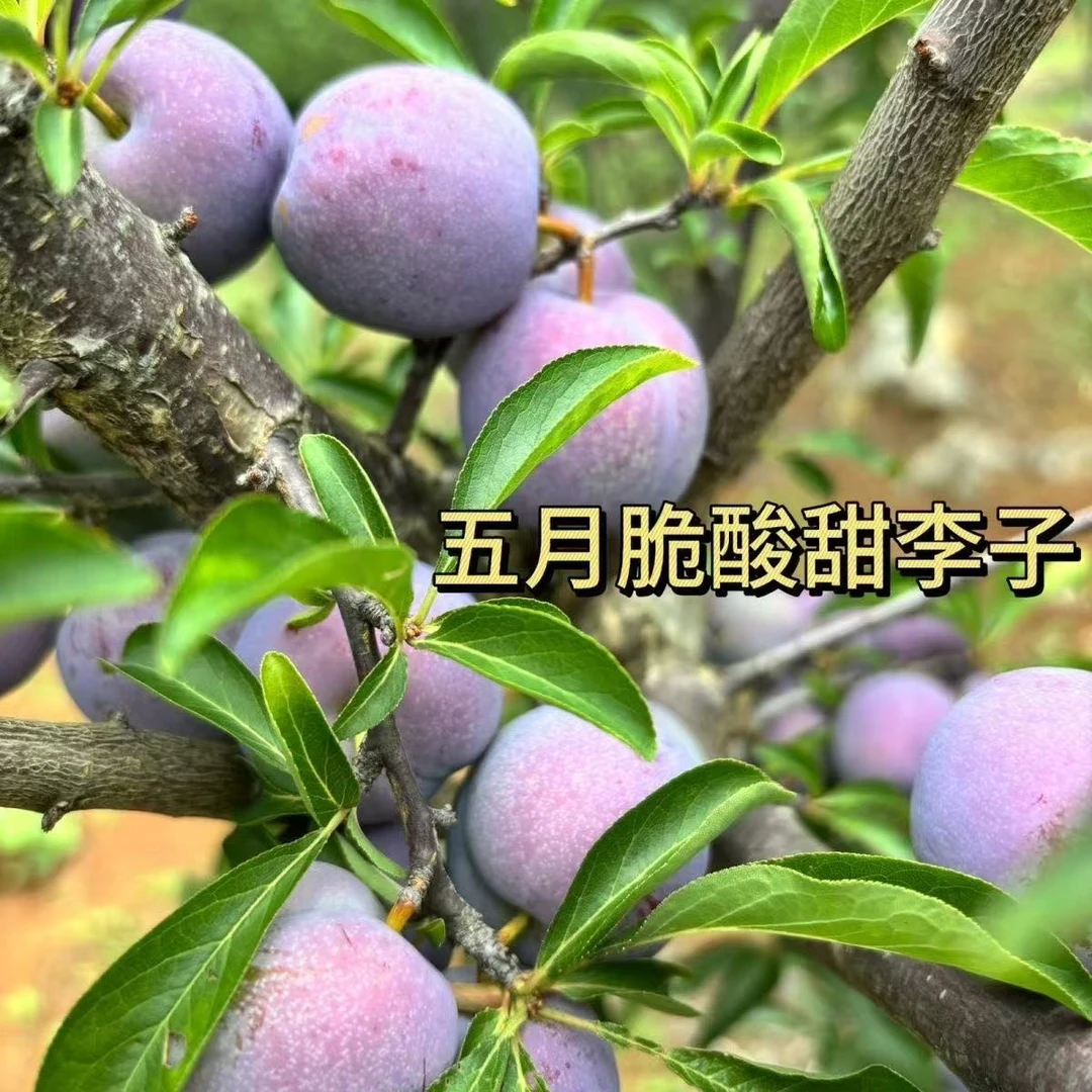 四川正宗五月脆凤凰李酸甜脆新鲜现摘水果孕妇果包邮