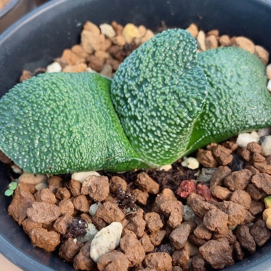 886卧牛实生军配蝴蝶叶双面釉带盆发货