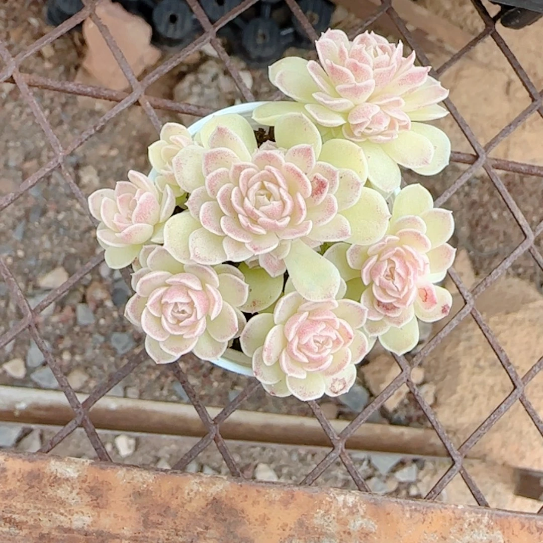 小***o0105-42（紫色麦秆）