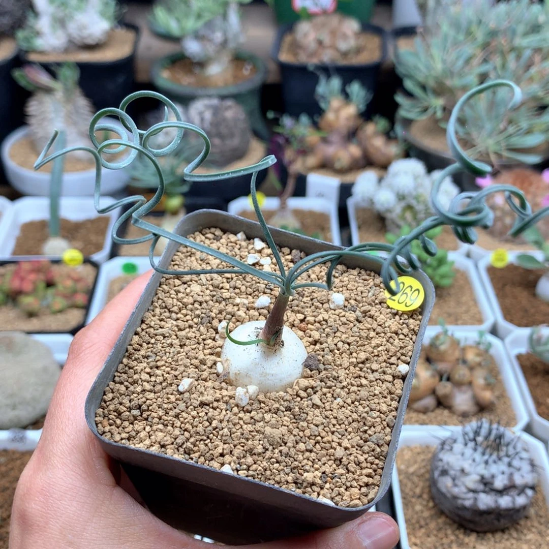 蚊香弹簧草多肉带盆