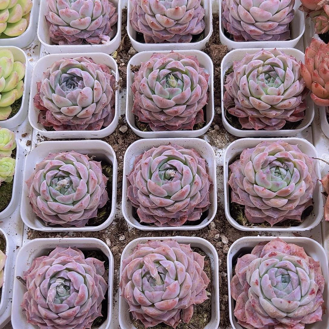 紫包子19包邮多肉植物