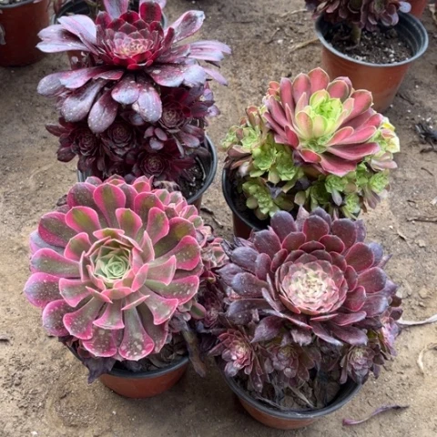 924多肉植物组合