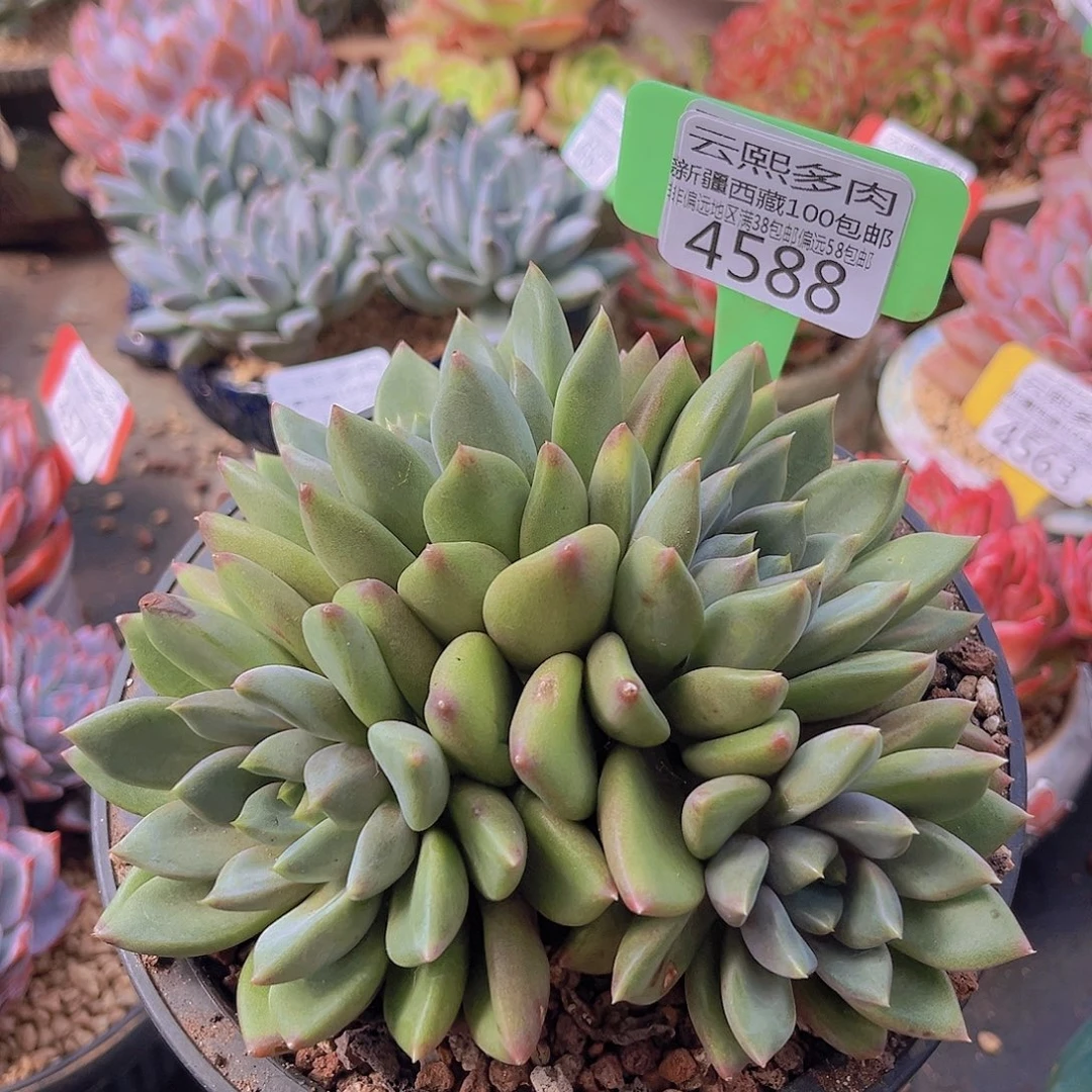 4588红象牙。