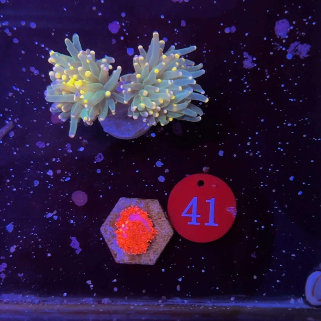 万鱼来朝海水观赏