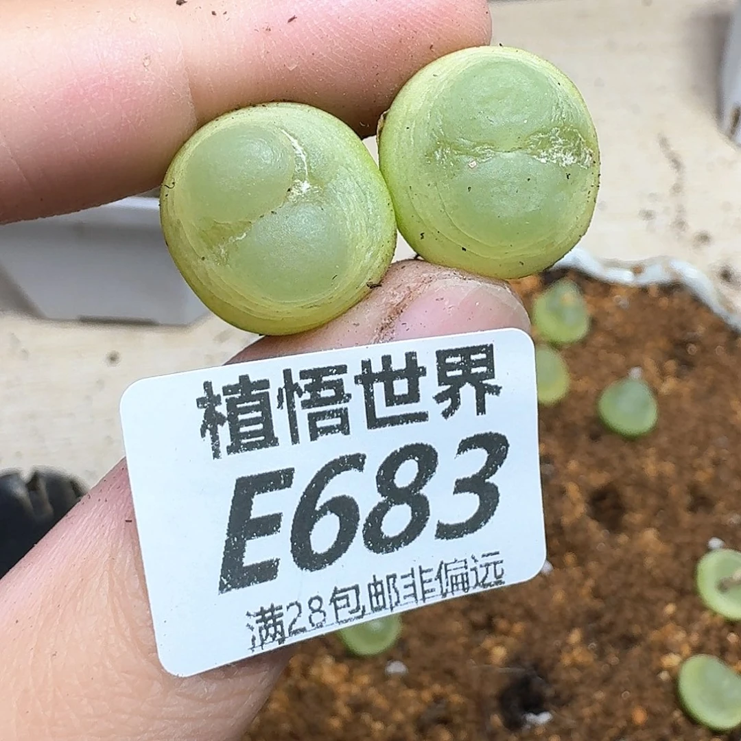 多肉植物的人生fgb