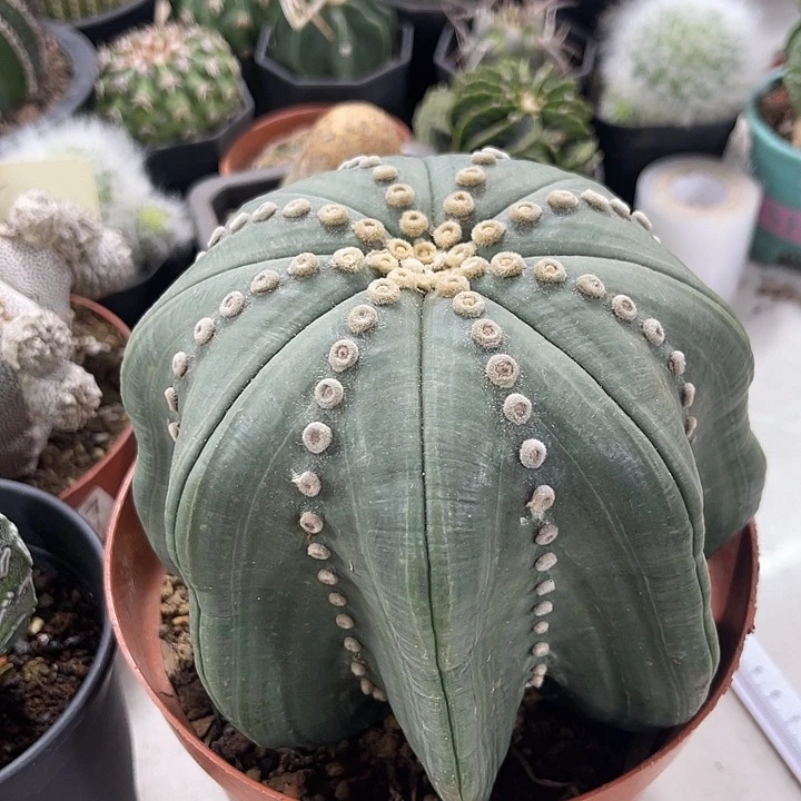 仙人球开花仙人球上